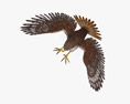 Red-tailed Hawk Attacking 3d model