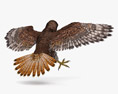 Red-tailed Hawk Attacking 3D-Modell