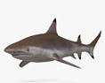 Reef Shark 3D模型