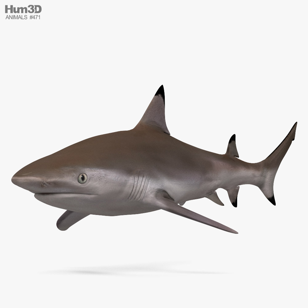 Reef Shark 3D model