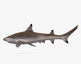 Reef Shark 3D 모델 