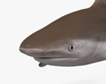Reef Shark 3D модель