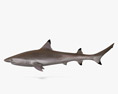 Reef Shark 3Dモデル