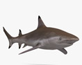 Reef Shark Modelo 3d