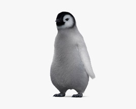 Penguin Chick 3D model