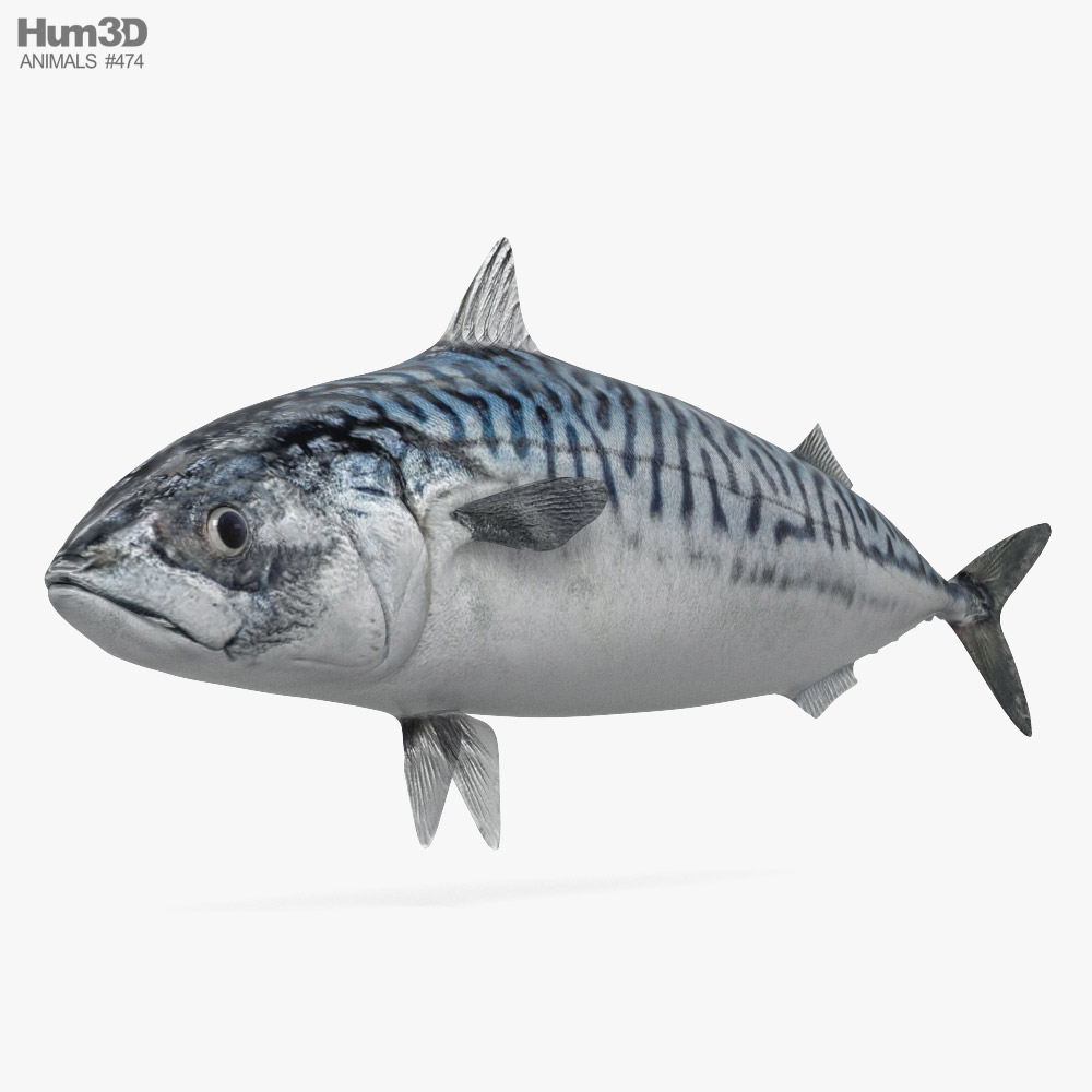 Atlantic Mackerel 3D model