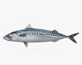 Atlantic Mackerel 3d model