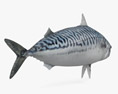 Atlantic Mackerel 3d model