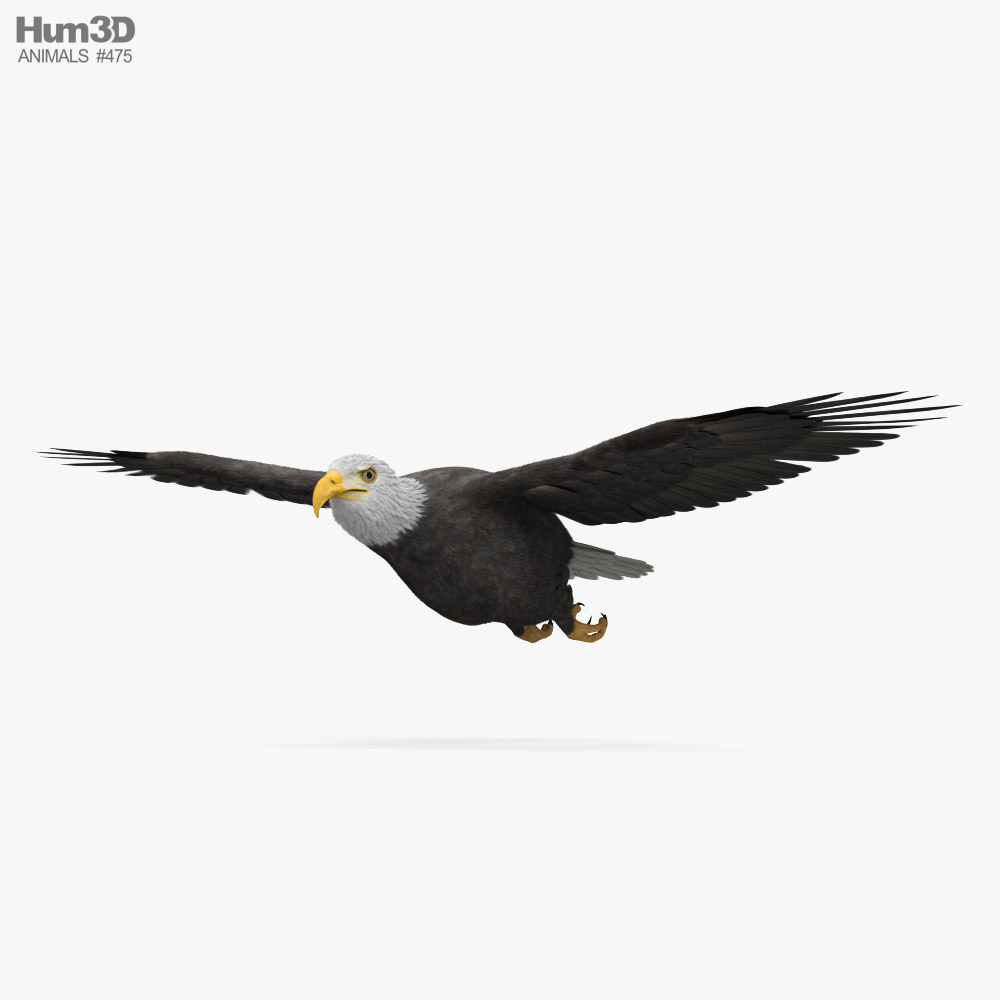 Bald Eagle Flying 3D model