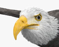 Bald Eagle Flying 3d model