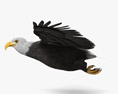 Bald Eagle Flying 3D модель