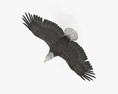 Bald Eagle Flying Modèle 3d