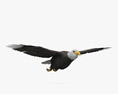 Bald Eagle Flying Modello 3D
