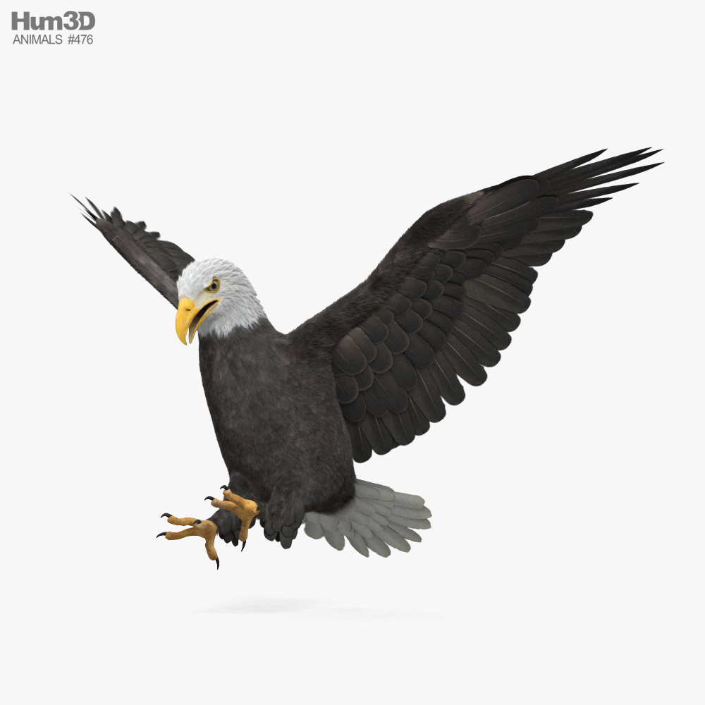 Bald Eagle Attacking 3D-Modell