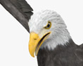 Bald Eagle Attacking 3D-Modell