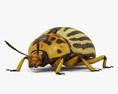 科羅拉多金花蟲 3D模型
