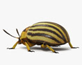 Escaravelho-da-batata Modelo 3d