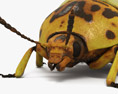 科羅拉多金花蟲 3D模型