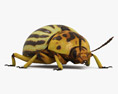 Колорадський жук 3D модель