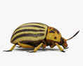 Colorado Potato Beetle 3d model