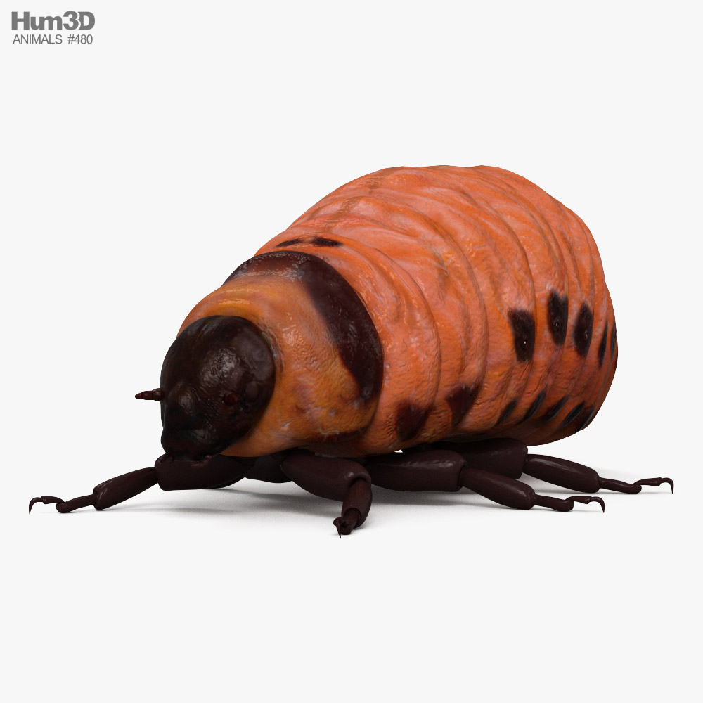 콜로라도 감자 딱정벌레 유충 3D 모델 