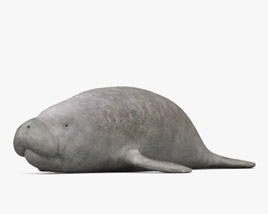 West Indian Manatee 3D model
