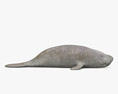 West Indian Manatee 3d model