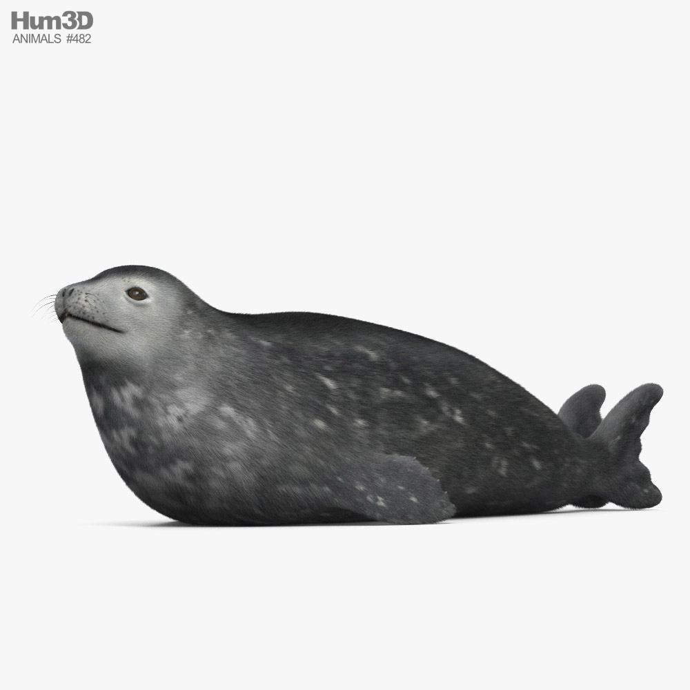 Weddell Seal 3D model