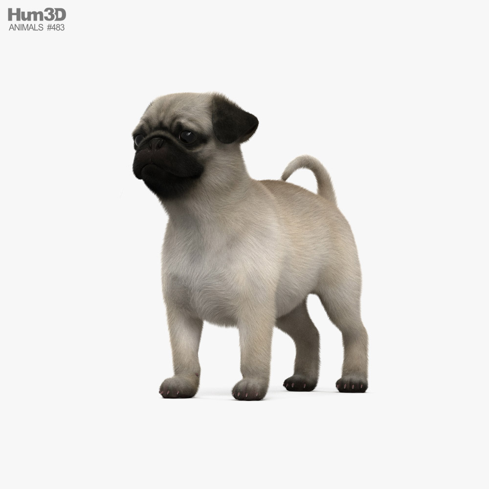 Pug Puppy 3D model