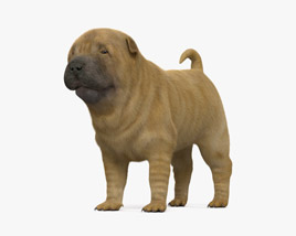 Cucciolo Shar Pei Modello 3D