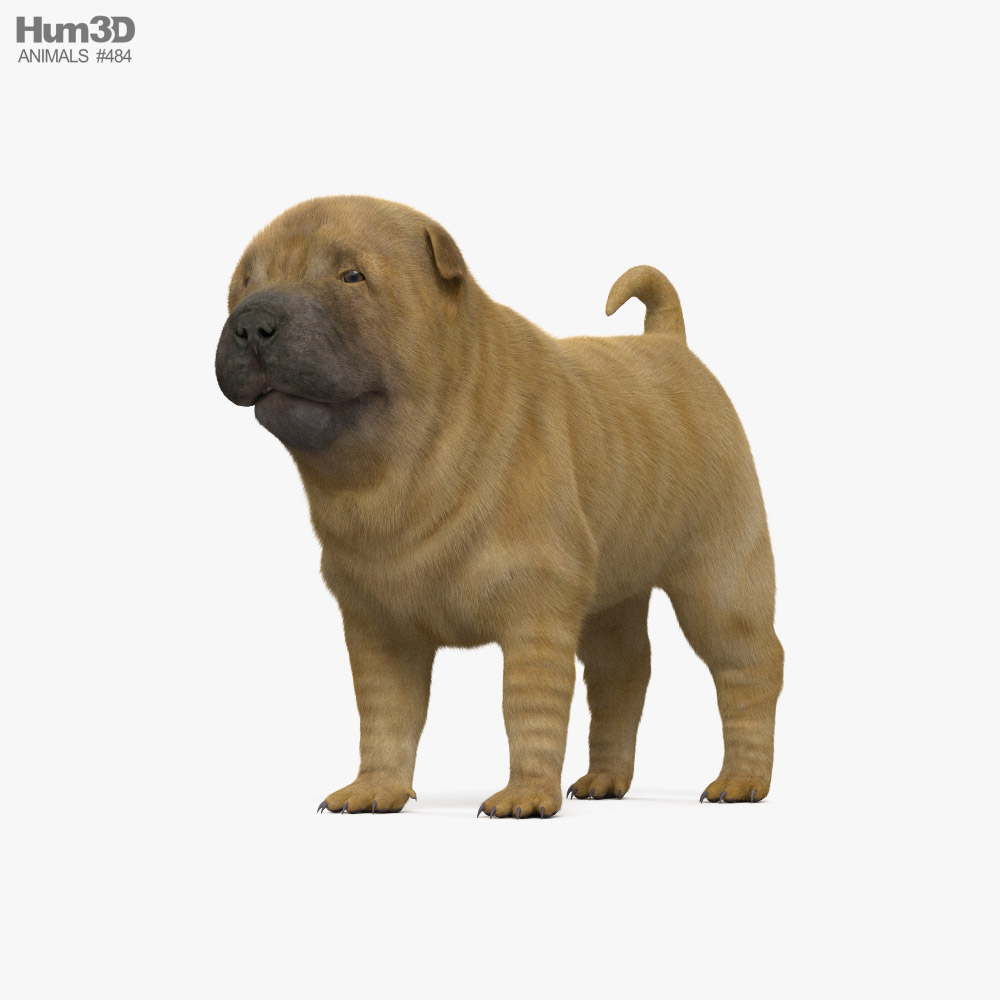 Shar Pei Puppy 3D model