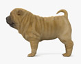샤페이 강아지 3D 모델 