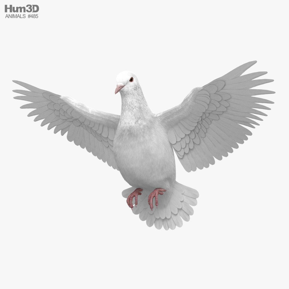 White Dove Flying Modèle 3D