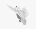 White Dove Flying 3Dモデル