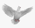 White Dove Flying 3D 모델 