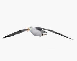 Common Gull Flying Modello 3D