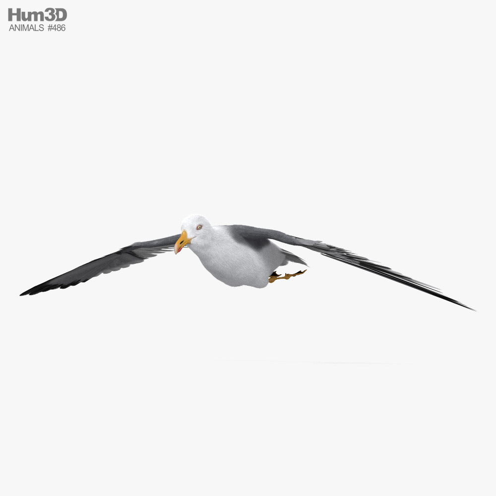 Common Gull Flying 3D model