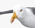Common Gull Flying 3D 모델 
