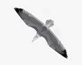 Common Gull Flying Modelo 3d