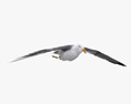 Common Gull Flying 3Dモデル