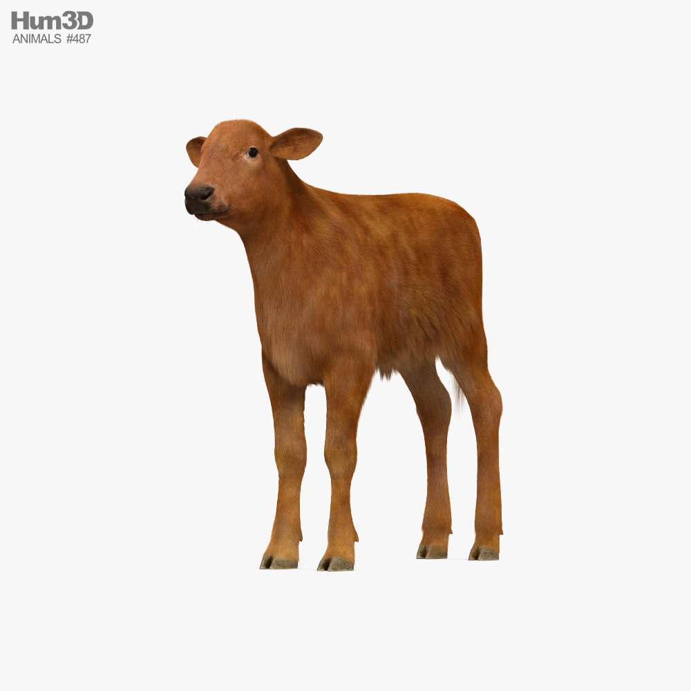 Brown Calf 3D 모델 