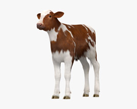 Brown and White Calf 3D model