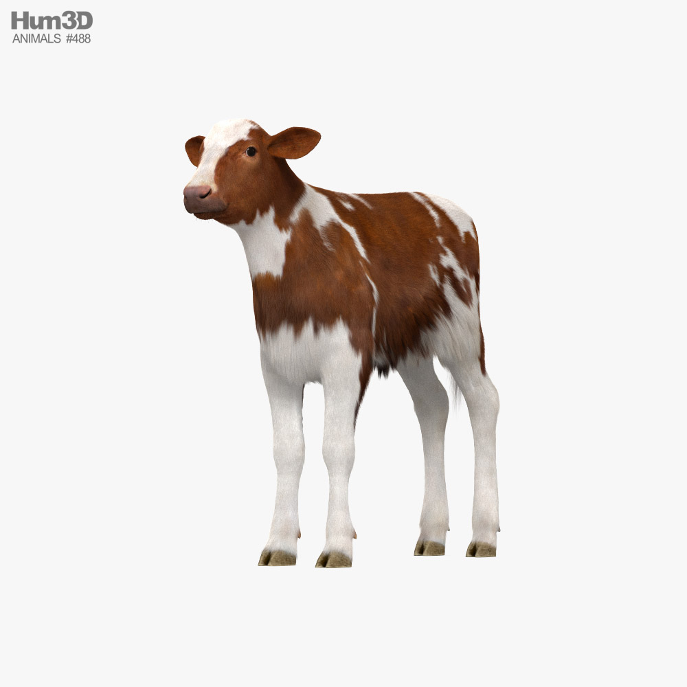Brown and White Calf 3D模型