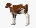 Brown and White Calf Modello 3D
