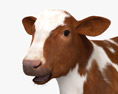 Brown and White Calf 3D 모델 