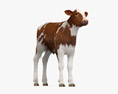 Brown and White Calf 3D-Modell