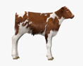Brown and White Calf Modello 3D