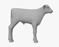Brown and White Calf 3D модель