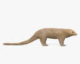 Silky Anteater 3d model