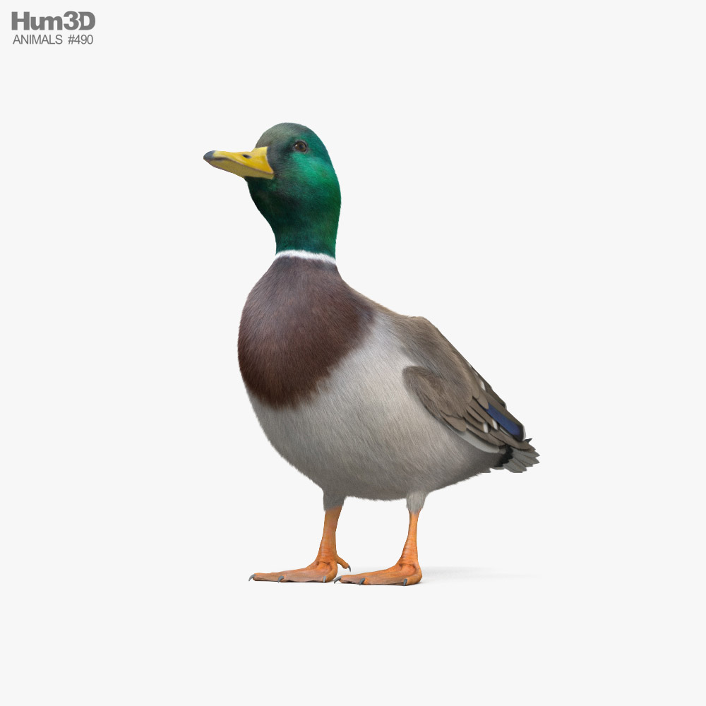 Mallard Duck 3D model